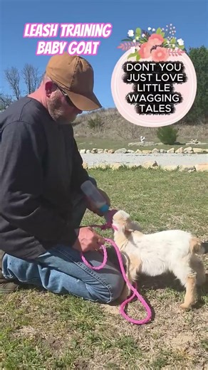 Baby Goat Leash Training - Spring Update🌸🐐 #farmlife #cuteanimals #babygoats