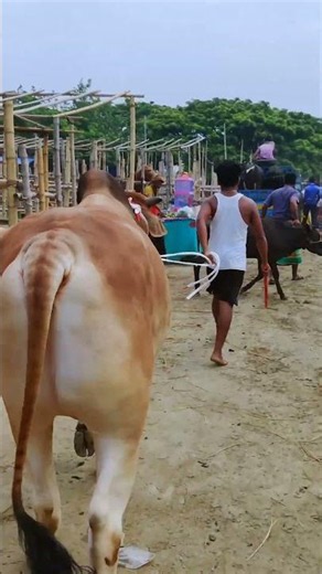 Cow videos 1273😅 #shortsvideo #funnyshorts #funny #cow #cowcow #funnycow #animals