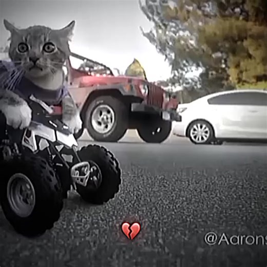 Kucing Naik Motor: Lucu dan Menggemaskan!