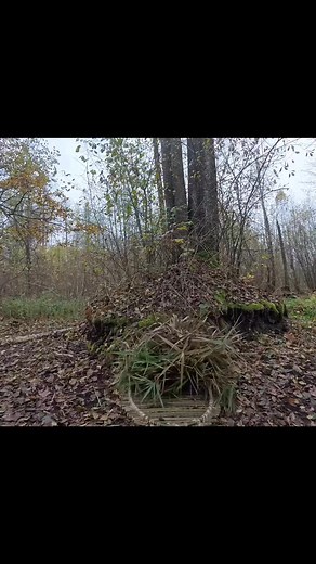 53K views · 448 reactions | Build a great shelter under a giant tree. Part 6 #bushcraft #shelter #survival #campinglife #camping #satisfying #asmr #fypシ゚ | Survivalgeek | Facebook