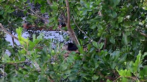 An Australian Magpie sits on eggs in a nest up in a tree, in Sydney Australia.