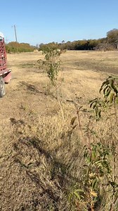 More trees going in. Trying out fall planting this go round #fruittree #orchard #peach #plum | FFF Enterprises