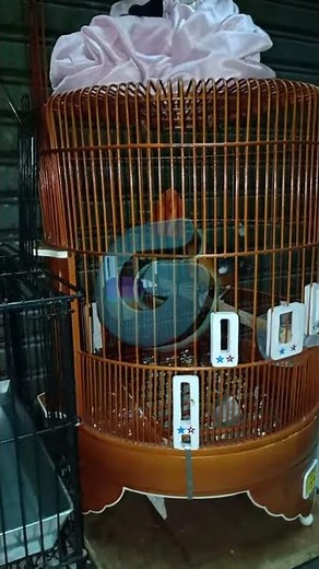 HARUSKAH..? ANIS MERAH Mandi Malam | Tips Merawat Burung