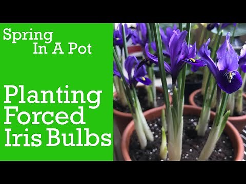 PLANTING FORCED BULBS.Forced Iris Bulbs.Planting Forced Iris Bulbs.Iris Reticulata.Indoor Bulb Plant