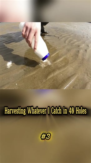 Harvesting Razor Clams and Trying Limpets: A Fun Adventure