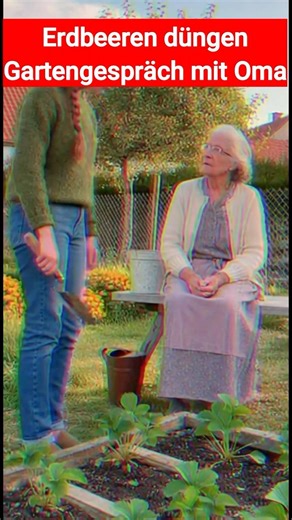 Erdbeeren düngen Gartengespräch mit Oma