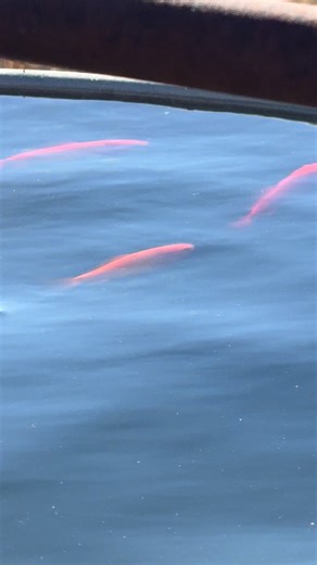 They LIVE to torture the farm cats around here! 🐟 | Clear Creek Ranch Mom