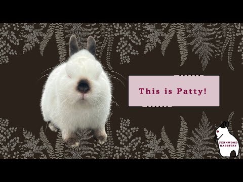 Patty, Netherland Dwarf Rabbit, himalayan rabbit