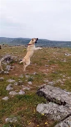 HOW KANGAL AGGRESSIVE DOG PROTECT SHEEPS FROM WOLF 🔥#kangal #kangaldogs #dog