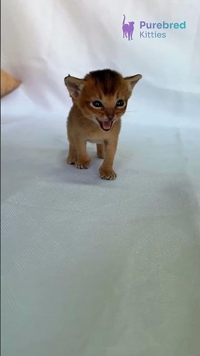 Adopt Alisa: Your Ruddy Abyssinian Kitten 😻 Adopt This Your Elegant Feline Shadow! #Abyssinian