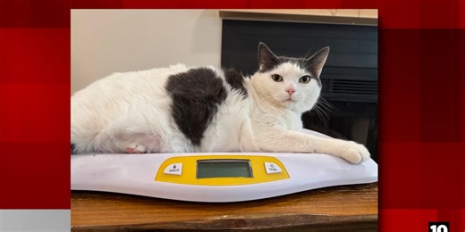 Ohio State University needs obese cats for veterinary study: Do you have a fat feline?