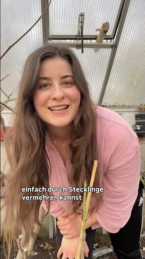 Feigenbaum schneiden | Feigenbaum durch Stecklinge vermehren | Gartentipps im Februar/ März