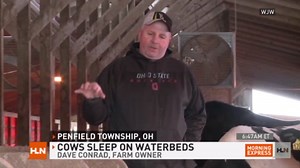Cows sleep on waterbeds at one farm