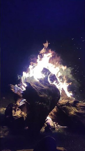 Wild Bonfire 🔥 | Relaxing Night in Nature 🌲 (Shorts)”