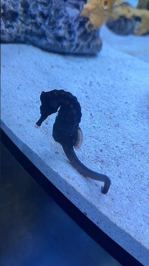 Seahorses and Shrimp at Epcot aquarium called The Seas with Nemo and Friends! #disney #aquarium