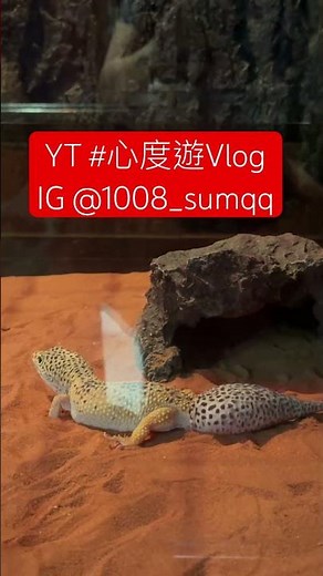 #5 看完昆蟲擾西，來看看香港的爬蟲館 #2026 #動物 #爬虫類 #香港 #深度遊 ​⁠‪@SumtravelVlog‬ #shorts #reels