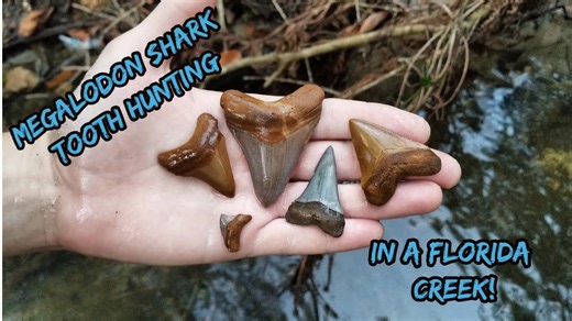 Florida Megalodon Shark Tooth Hunting ¦ PaleoCris Hates Me Now!
