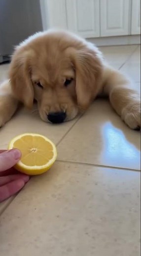 Golden Retriever Puppy Tries Lemon for the FIRST TIME! 🍋😂