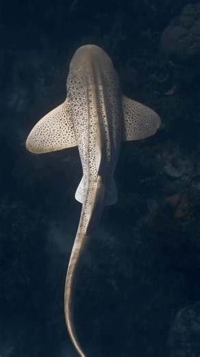 282 reactions · 52 shares | Meet the Leopard Zebra Shark, a...