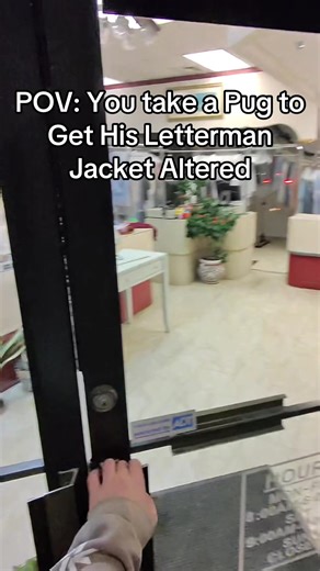 Pug’s Big Letterman Jacket Alteration Adventure
