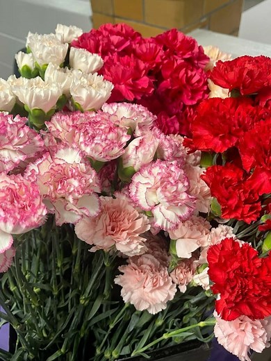 Colors of Carnations and Their Meanings