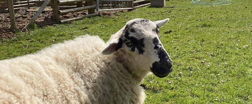 Adopt a Sheep as a Gift in the UK • Sponsor a Sheep Today