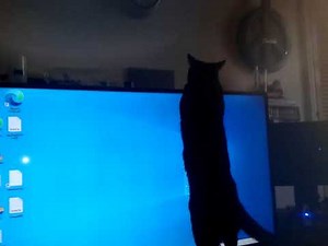 Cat destroys the Tv. Watch Twice.