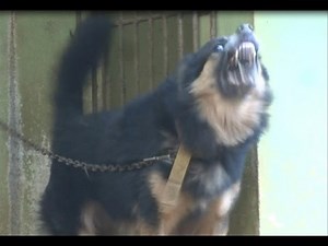 German Shepherd's Wild Barking