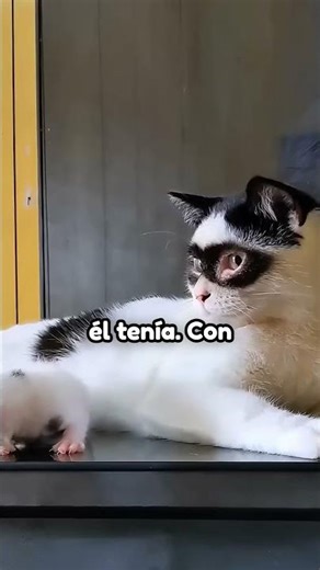 La gata superheroína con el rostro de máscara 🐾