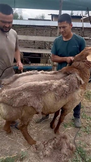 Satisfying Wool Removal from a Huge Ram 🐏