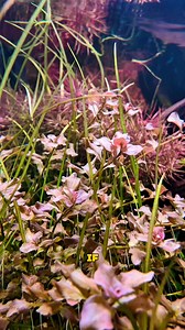 If you’re stuck in a constant consumer loop this is your sign to get out there and start! Everyone wants to know how to have the perfect thank, but there’s no such thing, unfortunately🐟Experience is what’s going to truly teach you, so make the start you’ve always wanted. Speak to your local aquarium store and let them guide you. And soon enough you too will have a terrible tank addiction 😅❤️ #aquarium #aquascaping #fishkeeping #aquariumhobby #plantedtank | Nature Pets & Aquariums