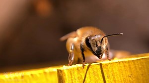 🐝 Bee Fact: Did you know that bees have 5 eyes! 🐝 The two large compound eyes, located on the sides of the head, are made up of thousands of hexagonal facets, divided into groups to detect specific environmental changes. The three smaller eyes, or ocelli, located in the centre of the head, have the sole purpose of allowing bees to discern light intensity and position themselves in relation to the sun via triangulation. The ability to detect polarised light (which humans cannot do) allows bees 