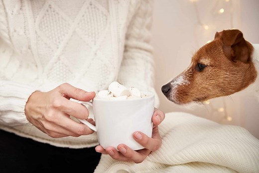 Coffee Is Toxic For Dogs: What Science Says