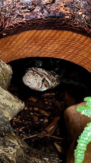 Emmy 🐍 Great plains ratsnake, Pantherophis emoryi 💚💚💚 | Scaley Friends