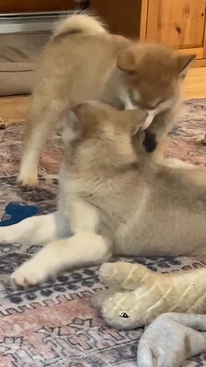 Living with malamutes in their house😊❤️ | Joe G Henderson