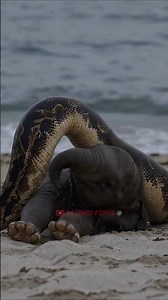 Giant Python Sees A Newborn Elephant!