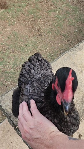 Meet Penny, the most beautiful chicken🐔. Loves the attention but hates getting her feathers plucked out by Alfie the mini goat 🐐🤣 #mummafenn #minigoats #chicken | Amanda Fenn