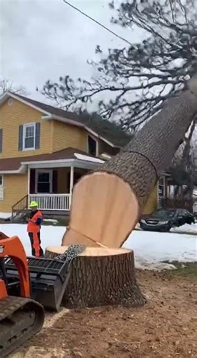 Tree Cutting Fail! 😳🌲 #TreeFail #Chainsaw #EpicFail #Disaster #CaughtOnCamera
