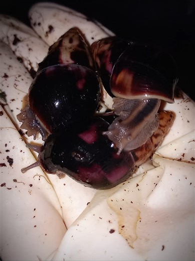 For sale soon! These sweet snails grow very dark pink/purple shells. These lovelies are F1 and super healthy! Find out more on our online store #snails