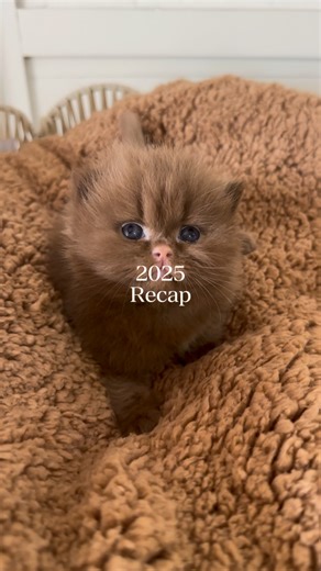 2025 recap!! Doing what I love,with all my heart ❤️ Thankyou to everyone who was apart of this journey 🥰 . . #2025 #britishshorthair #cutekittens | Royal British empire