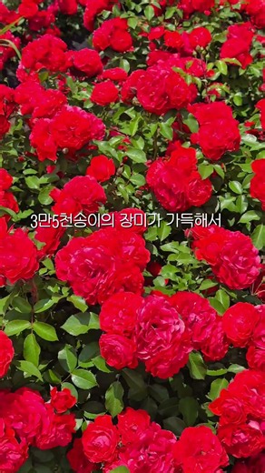 무려 19만평! 꽃구경+피크닉도 즐길 수 있는 동화같은 곳🌹🧺#해운대수목원 #부산여행 #부산가볼만한곳 #장미공원 #장미원