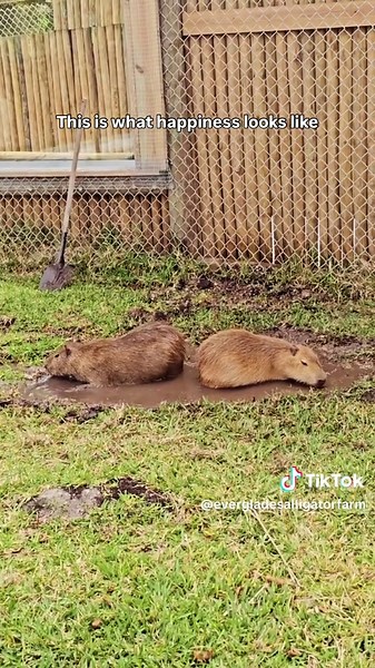 Our #capybaras don’t understand what a clean girl aesthetic is… and honestly, they don’t care.