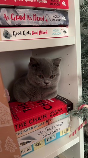 Adorable British Shorthair Kitten Moments