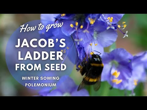 How to Grow Jacob's Ladder (Polemonium caeruleum) from Seed | Perennial Garden