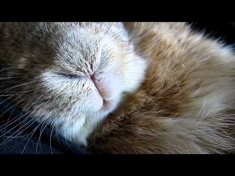 Snoring Bunny