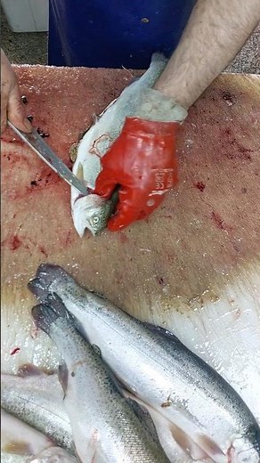 Quick & Easy | How to Debone a Trout