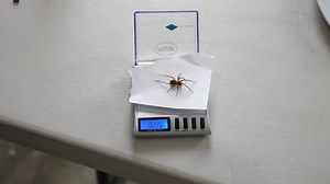 How much weight can this climbing robot really hold?