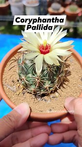 Solo bloom 😍😍😍 " Coryphantha Pallida " 💗 #bikolanahardinera #coryphantha #cactus #cacti #cactos #cactiflower #cactuslover #cactusflower #cactusgarden #floweringcactus #plantsmakepeoplehappy | Bikolanahardinera