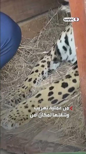 القوات الجوية الكولومبية تنقذ أنثى نمر مرقط عمرها 6 سنوات من عملية تهريب