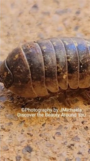 pill bug (Armadillidium vulgare), also commonly known as a roly-poly or woodlouse. it's so chunky